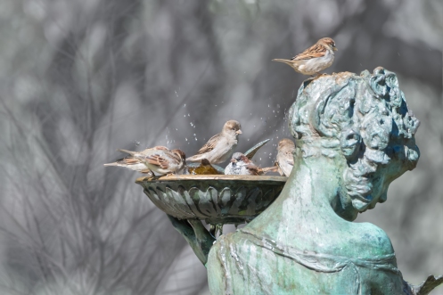 House Sparrows Bathing, Conservatory, Central Park 10/5/2014