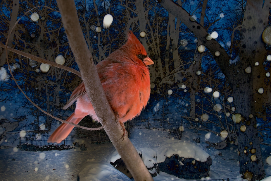 Northern Cardinal. Central Park 1/28/2015