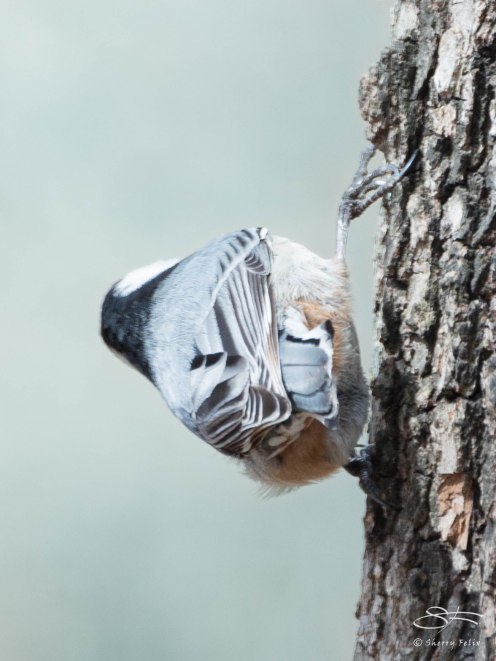 The End. White-breasted Nuthatch, Central Park April 11, 2015
