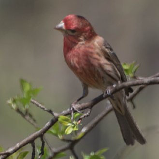 Very bright Male House Finch, Ramble, Central Park April 18, 2015