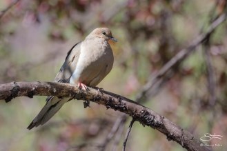 Mourning Dove, Central Park 4/26/2015