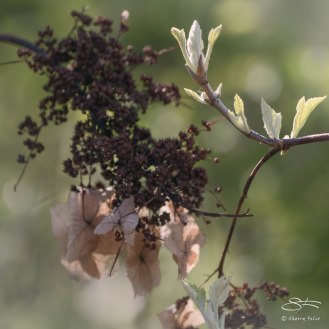 Hydrangea Seeds and Shoots, Central Park 04/28/2015