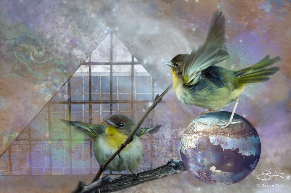 Yellowthroat in an Iridescencent Universe 1/24/2014