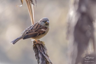 House Sparrow, CXentral Park 10/21/14 sf 7