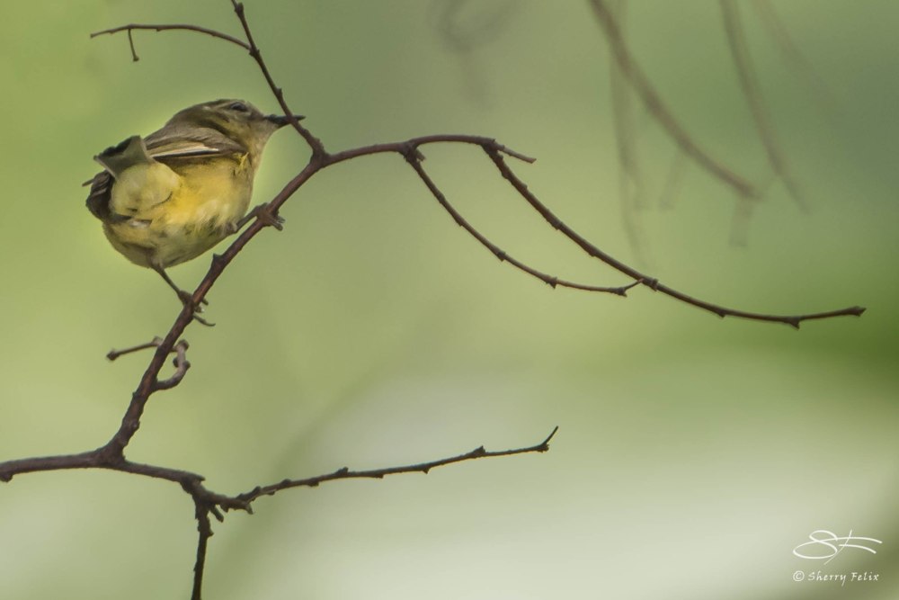 Connecticut Warbler, Central Park 5/15/2015
