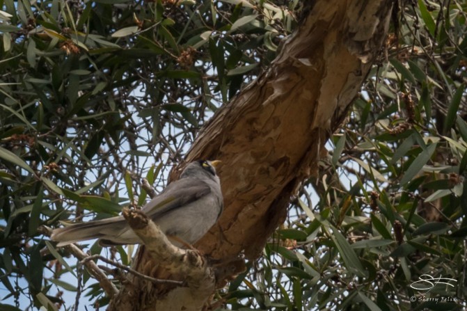 Noisy Miner at Rushcutters Bay July 24