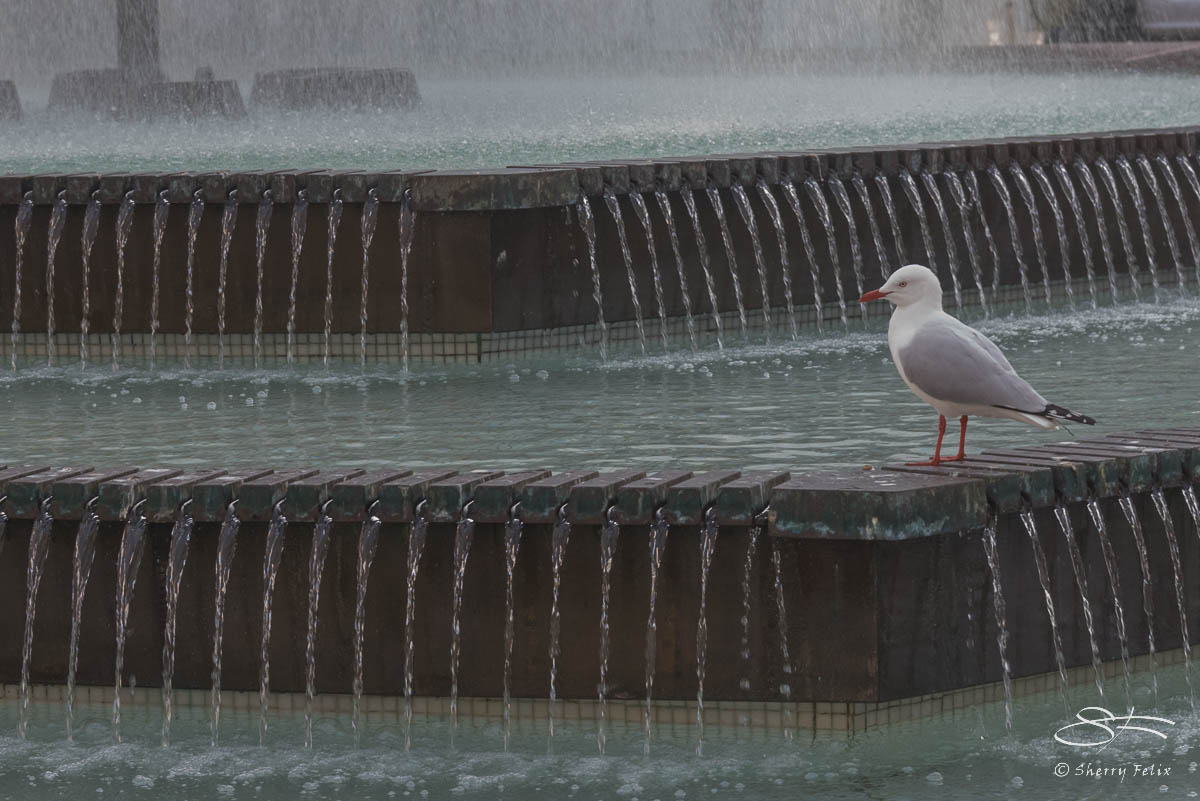 Silver Gull at Macleay Street July 26