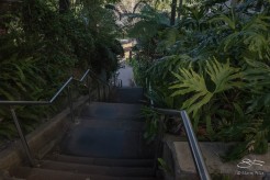Holdsworth Avenue steps to Rushcutters Bay Park July 26