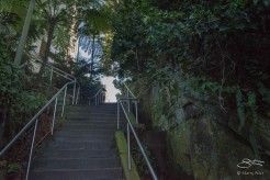 Holdsworth Avenue steps to Rushcutters Bay Park July 26