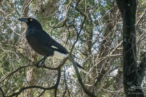 Pied Currawong at Queens Park July 26. Their calls can be heard all over Sydney