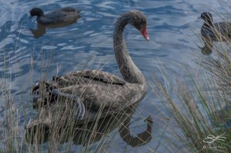 Black Swan, Centennial Park