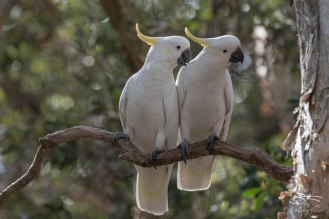 Sulphur-crested Cockatoo, Centenial Park