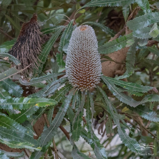 Banksia