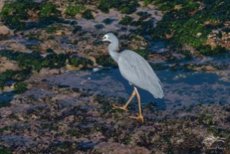 White-faced Heron, Mackenzies Bay
