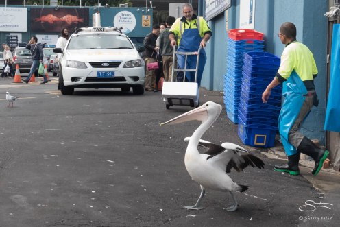 Australian Pelican, Sydney Fish Market