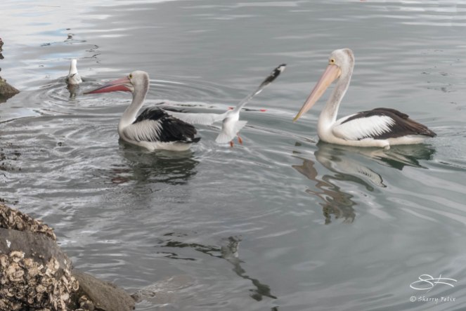 Australian Pelicans, Blackwattle Bay