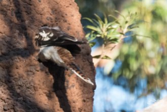 Laughing Kookaburra, Parriwi Park