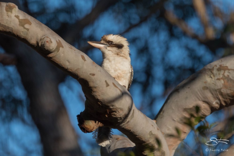 Laughing Kookaburra, Parriwi Park