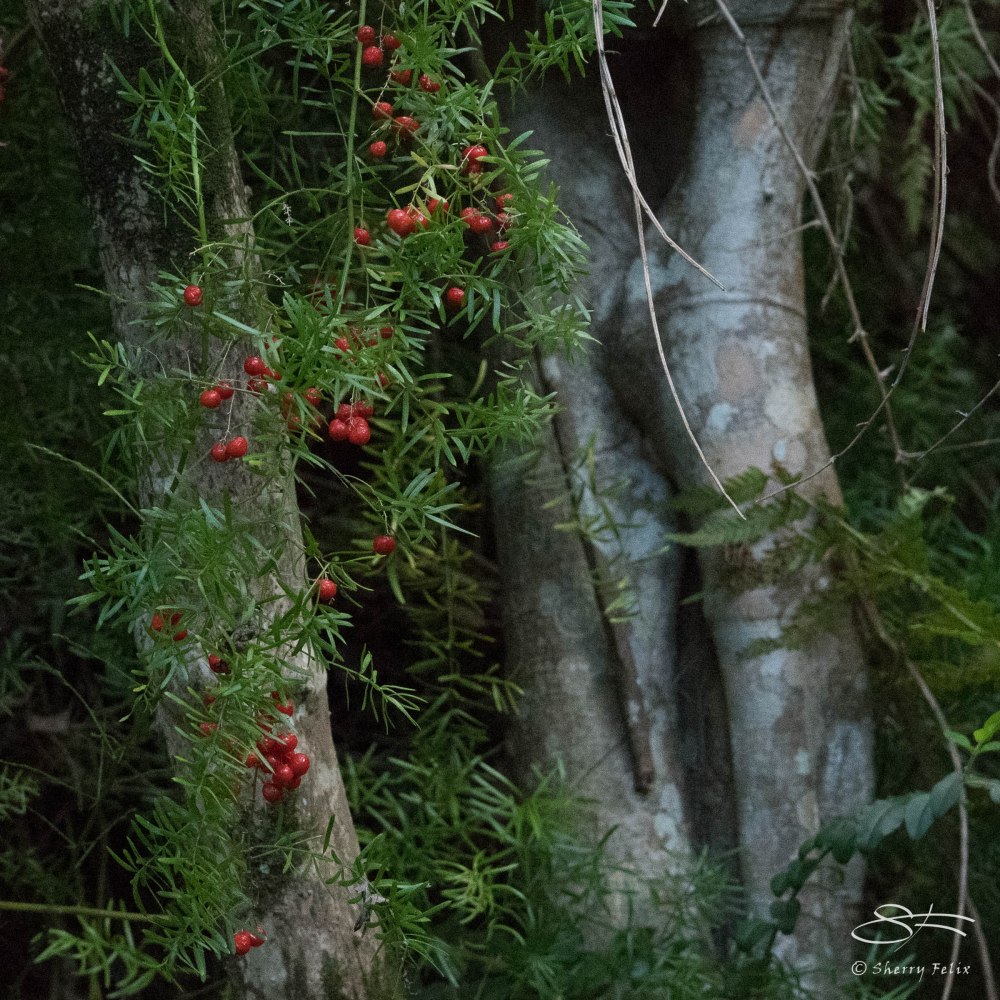 Berries at Fisher Bay