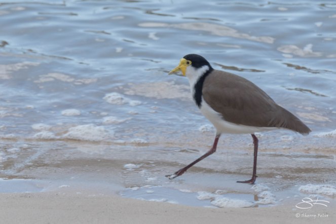 Masked Lapwing, The Spit