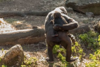 Gorilla and Baby