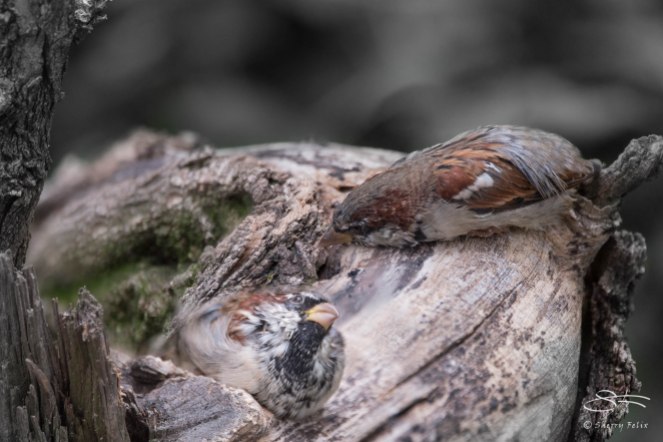 House Sparrow, Central Park 9/12/15