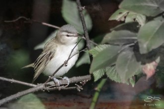 Red-eyed Vireo, Central Park 9/12/15