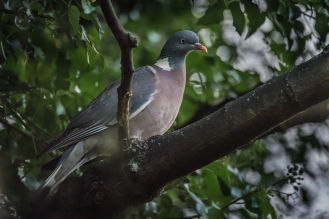 Wood Pigeon, Abney Park Cemetery 12/20/2015