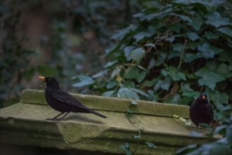 Blackbird, Abney Park Cemetery 12/20/2015