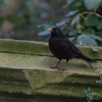 Blackbird, Abney Park, London 12/20/15