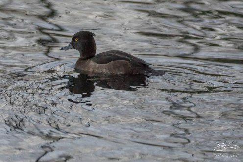 Tufted Duck, Clissold Park 12/21/15