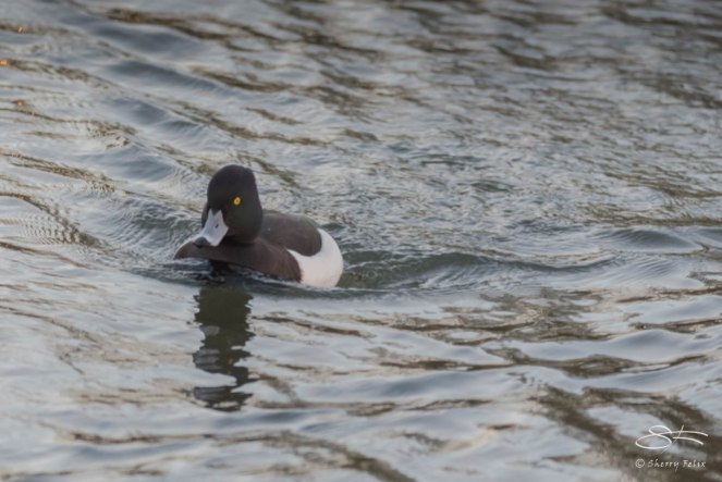 Tufted Duck, Clissold Park 12/21/15