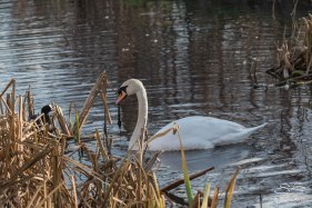 Mute Swan, Clissold Park 12/23/15