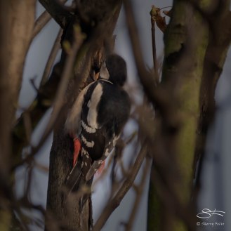 Great Spotted Woodpecker, Abney Park, London 12/20/15