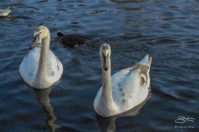 Trumpeter Swan, St James Park