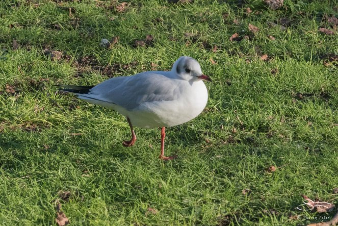 Black-headed Gull, St James Park 12/31/15
