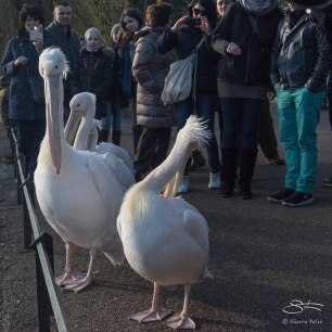 White Pelican, Regents Park 12/31/15