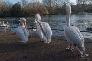 White Pelican, Regents Park 12/31/15