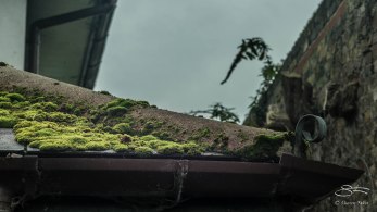 Mossy roof, Thames 11/1/2016