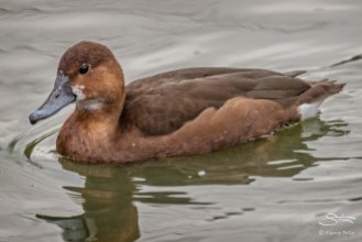 Ferruginous Duck, Deer Park, Greenwich 1/2/16