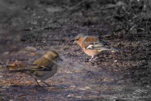 Common Chaffinch, WWT London Wetland 1/4/16