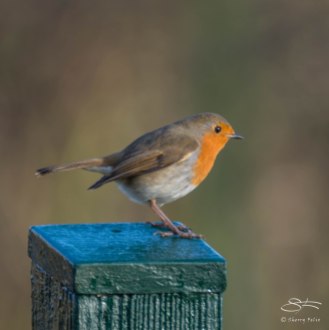 Robin, WWT London Wetland 1/4/16