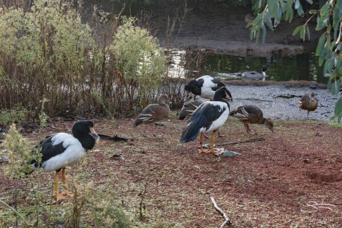 Magpie Goose and Plumed Whistling Duck, WWT London Wetland 1/4/16