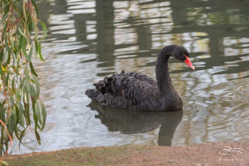 Black Swan, WWT London Wetland 1/4/16