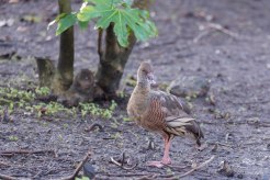 Plumed Whistling Duck, WWT London Wetland 1/4/16