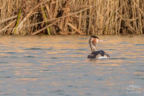 Great Crested Grebe, WWT London Wetland 1/4/16