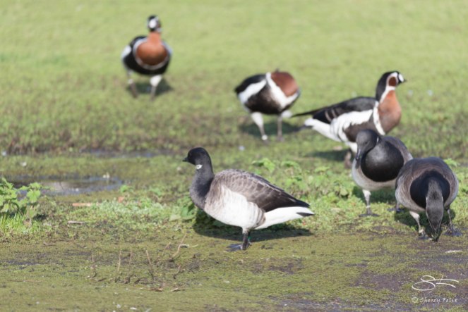 Red-breasted Goose and Brant, WWT London Wetland 1/4/16