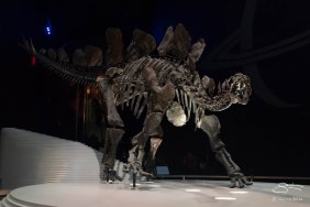 Dinoosaur Natural History Museum, London 12/22/2015