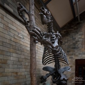 Giant Sloth, Natural History Museum, London 12/22/2015
