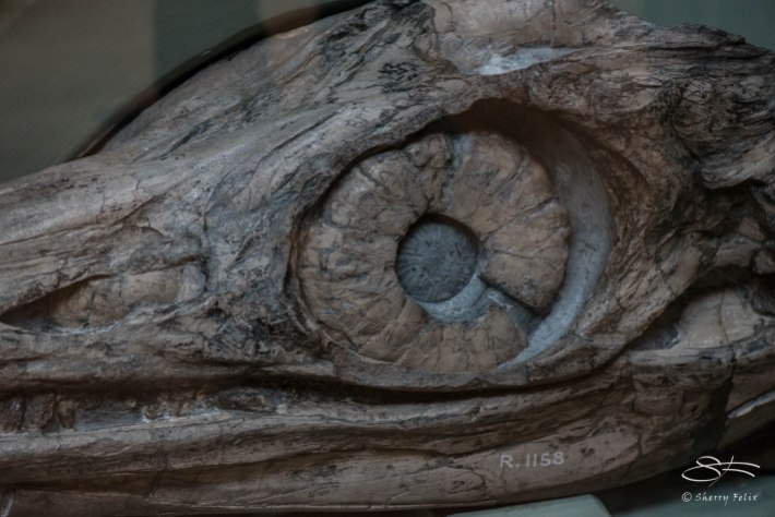 Dionsaur eye, Natural History Museum 12/22/2015